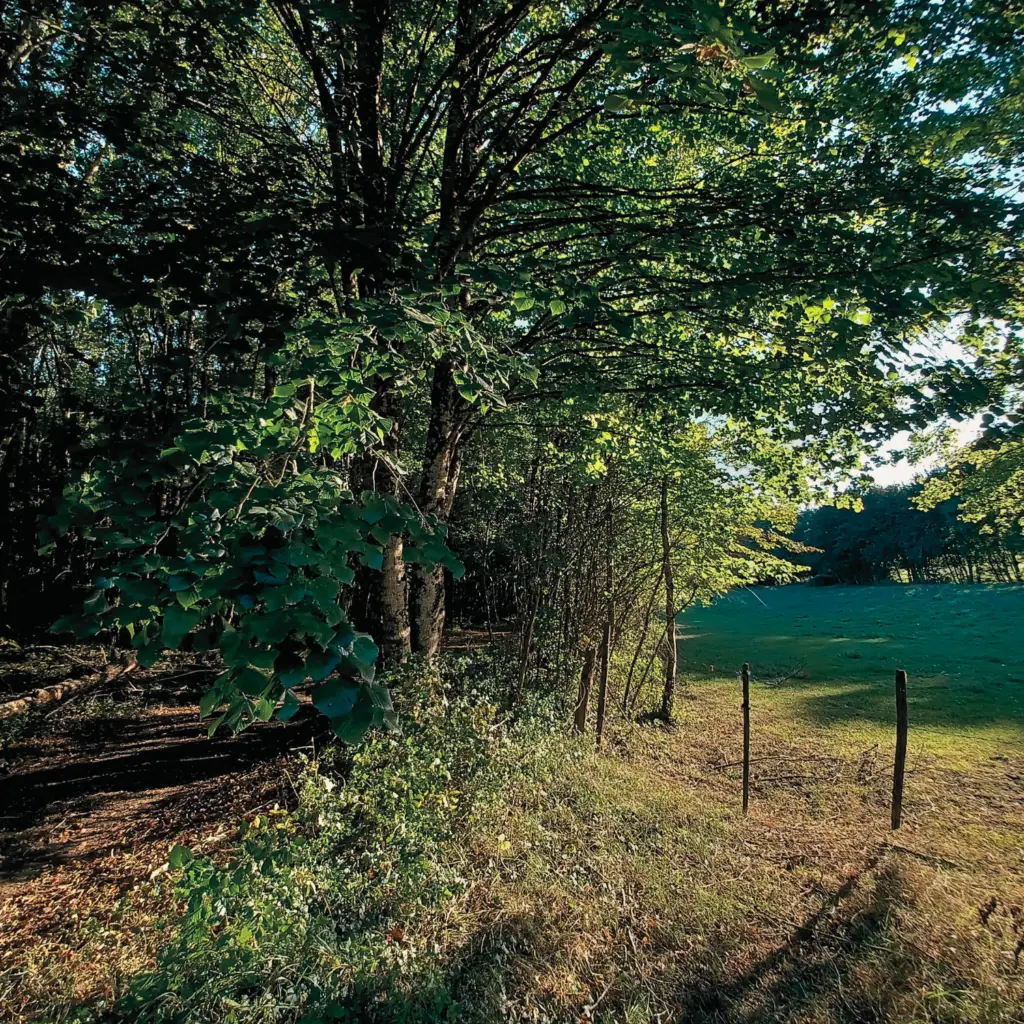 Le chemin forestier